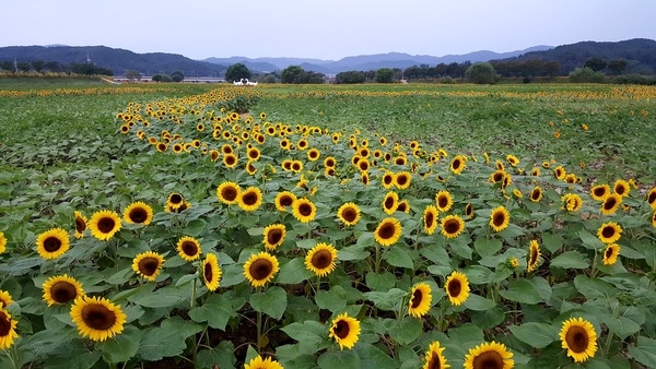 [포토뉴스] 장성군, 태풍 견뎌낸 ‘황금빛 해바라기’ 이미지 3