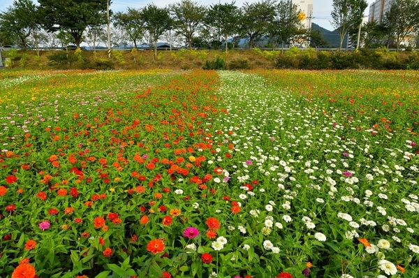 장성 황룡강, “어디를 가든(garden) 아름답네!” 이미지 2