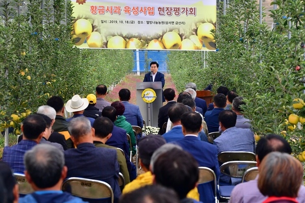 옐로우시티 장성 ‘황금사과’, 첫 수확부터 관심 집중 이미지 2