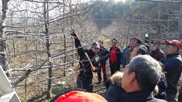 장성군, ‘민간 과수 전정단’ 직접 키운다 이미지 1