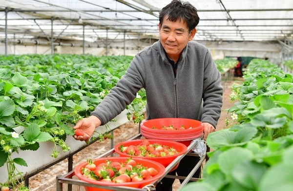 [포토뉴스] “달콤한 ‘장성딸기’ 제철에 맛 보세요” 이미지 1