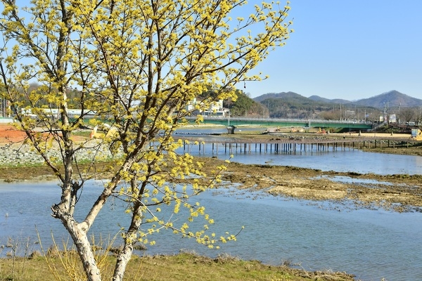 [포토뉴스] 산수유… 장성 황룡강의 봄을 노랗게 물들이다 이미지 2