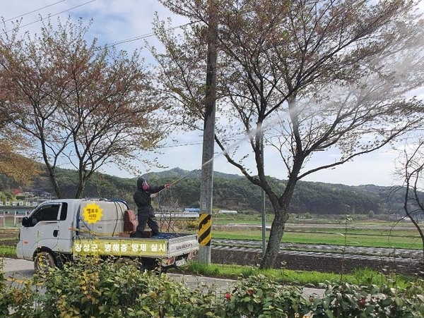 장성군, 가로수 병해충 “꼼짝 마” 이미지 1