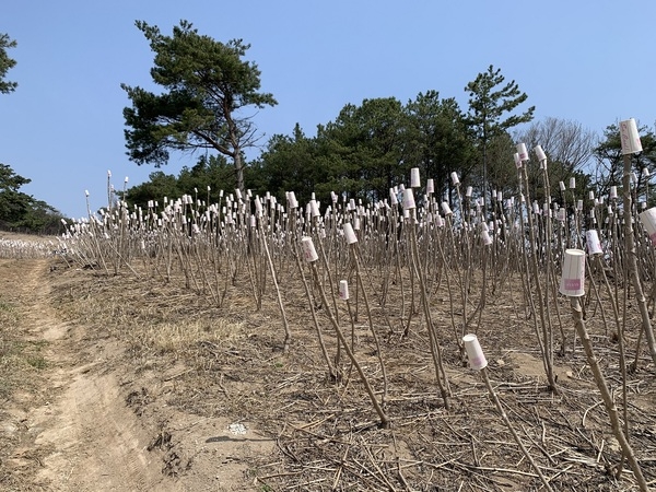 “장성 참두릅 드시고 코로나19 이겨내세요” 이미지 2