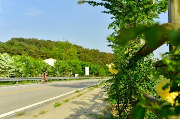 [포토] 세계문화유산 장성 필암서원 가는 길… 화사하게 피어난 노란 장미 이미지 2