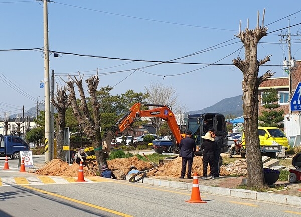 장성군 동화면 은행나무, 황룡강 일원에 뿌리내린다 이미지 3