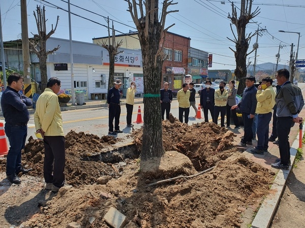 장성군 동화면 은행나무, 황룡강 일원에 뿌리내린다 이미지 1