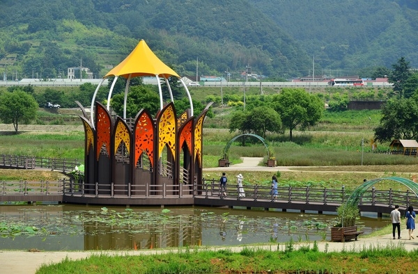 [포토] 장성 황룡강 황미르랜드 ‘연꽃 단지’ 이미지 2