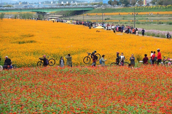 장성군, 올해 ‘황룡강 노란꽃잔치’ 취소… “축제 비용으로 수해 복구” 결정 이미지 1