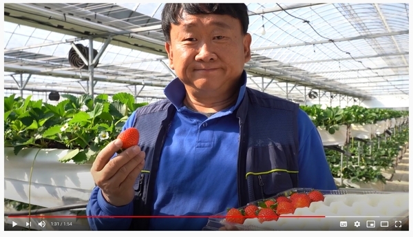 “장성 딸기, 히트 쳤다” 이미지 1