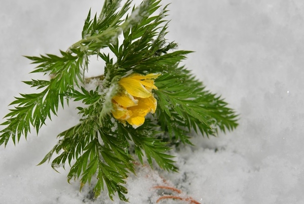 눈 쌓인 장성역에 피어난 봄의 전령사 ‘복수초’  이미지 2