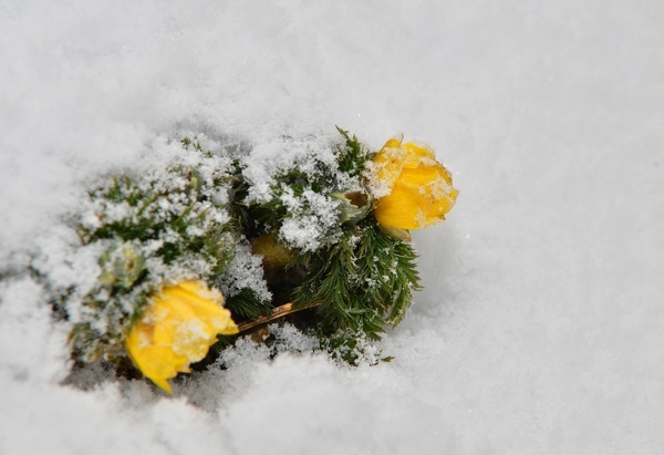눈 쌓인 장성역에 피어난 봄의 전령사 ‘복수초’  이미지 3
