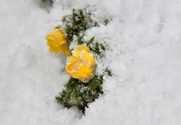 눈 쌓인 장성역에 피어난 봄의 전령사 ‘복수초’  이미지 1