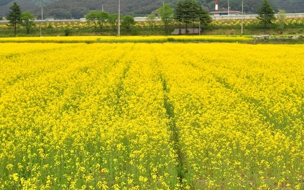 “노랗게 노랗게 물들었네” 장성 황룡강 유채꽃 ‘만개’ 이미지 1