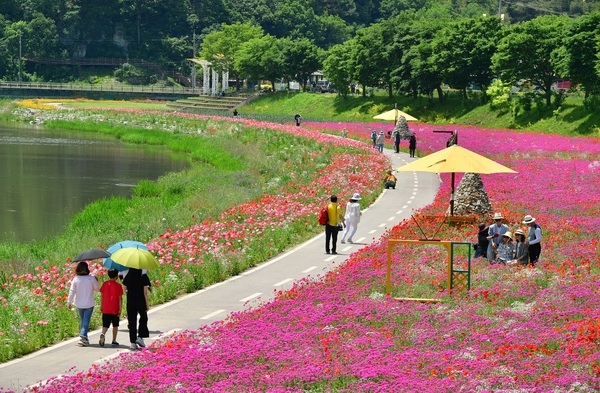 “눈길 돌리는 곳마다 인생샷” 장성 황룡강 봄꽃 활짝 이미지 4