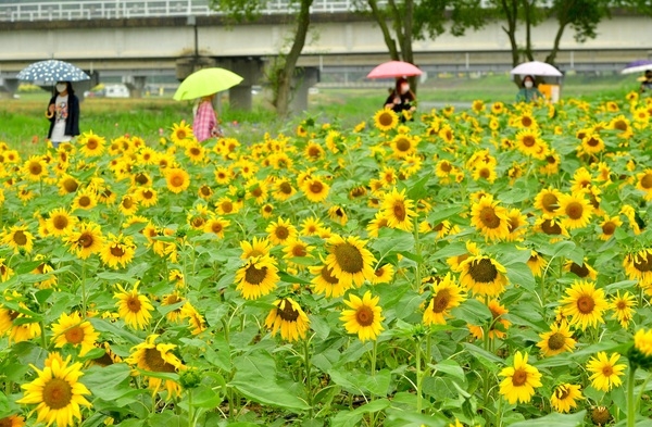 “희망을 전하다” 장성 황룡강 100만 송이 해바라기 활짝 이미지 1