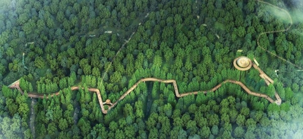 장성 축령산 편백숲에 하늘숲길 열린다 이미지 2