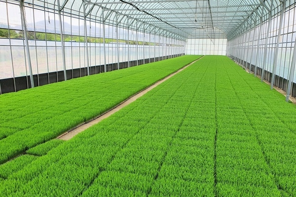 “육묘부터 수확까지” 장성군, 돋보이는 쌀 생산 지원 이미지 1