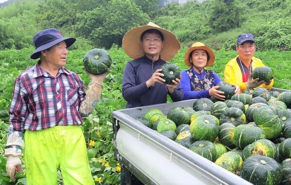 ‘무농약’으로 키운 친환경 장성 단호박 첫 수확! 이미지 1