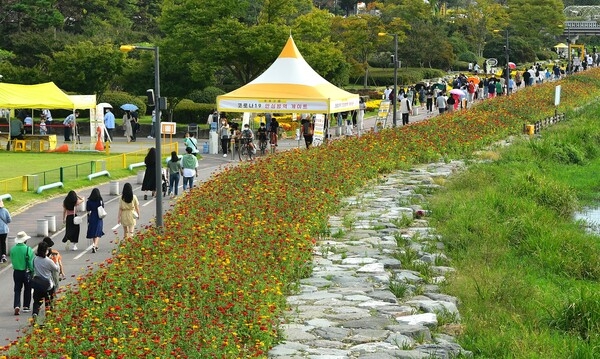 가을꽃 만개한 장성 황룡강… 코로나 방역도 ‘눈에 띄네’ 이미지 1