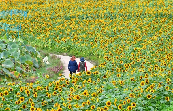 장성 황룡강 100만 송이 해바라기… 가을 하늘 아래 ‘활짝’ 이미지 3