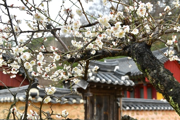 [포토뉴스] 장성 필암서원 매화 이미지 3