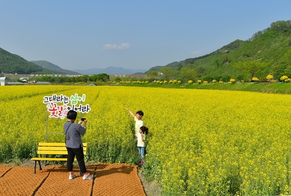 [포토뉴스] “장성호 가는 길에 유채꽃 보고 힐링하세요” 이미지 2