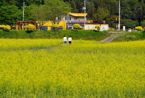 [포토뉴스] “장성호 가는 길에 유채꽃 보고 힐링하세요” 이미지 3