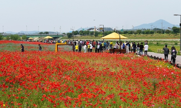 장성 황룡강 (洪)길동무 꽃길축제, 3년 만에 다시 열린다 이미지 2