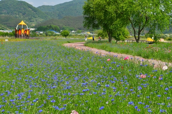 장성 황룡강 봄꽃 활짝… 설렘 주의! 이미지 3