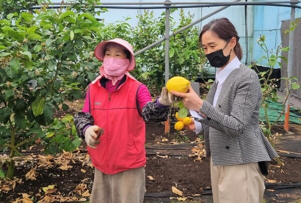 장성군, 아열대작물 ‘레몬’ 재배 중심지로 도약 이미지 2