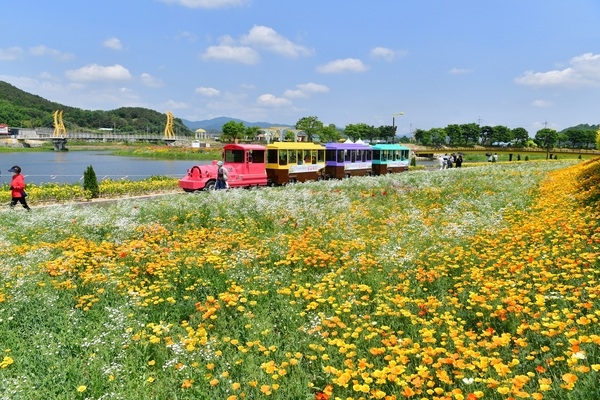 장성 황룡강 (洪)길동무 꽃길축제, 이번 주말이 절정! 이미지 1