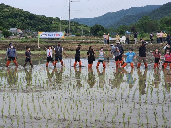 장성군 서삼면, 서삼초 학생‧학부모 초청 ‘모내기’ 체험 이미지 1