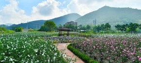 장성무궁화공원 ‘꽃 활짝’… “나라꽃 구경 오세요”, 보도자료