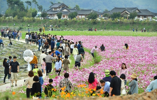 “3년의 기다림… 다시 시작된 설렘” ‘장성 황룡강 가을꽃축제’ 10월 8일 개막 이미지 1