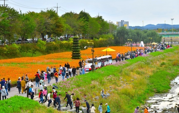 장성 황룡강 ‘가을꽃 효과’ 탁월… 10월에만 77만 명 방문 이미지 1
