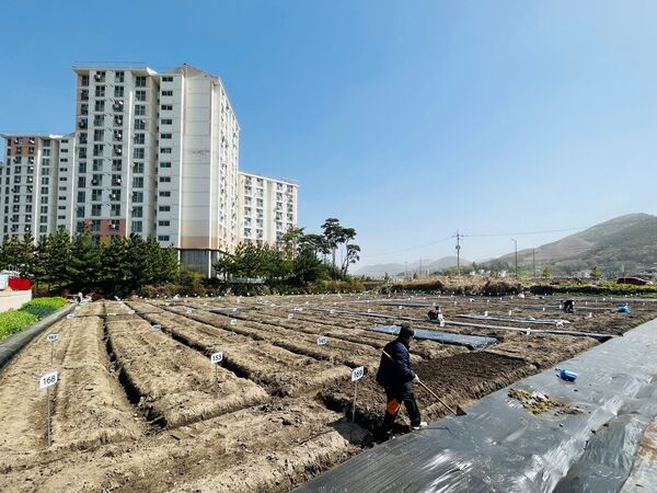 [포토] ‘도심 속 영농 체험’ 장성군 텃밭체험농장 12일 개장 이미지 1