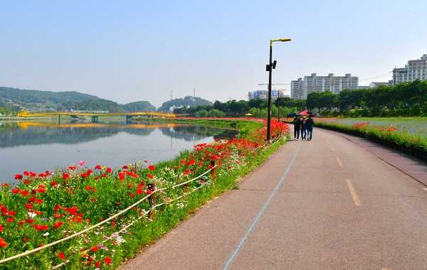 [포토] 장성군 “황룡강 꽃길 함께 걸으실래요?” 이미지 2