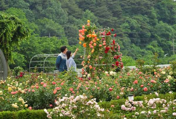 [포토] 장성군 평림댐 장미공원 “꽃의 여왕 장미 보러 오세요” 이미지 2