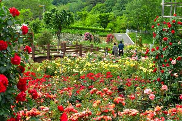 [포토] 장성군 평림댐 장미공원 “꽃의 여왕 장미 보러 오세요” 이미지 3