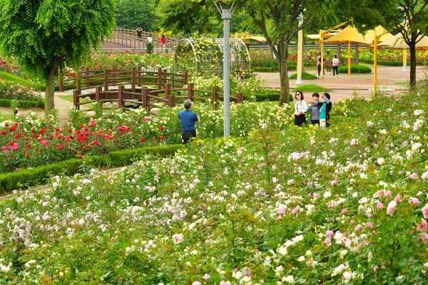 [포토] 장성군 평림댐 장미공원 “꽃의 여왕 장미 보러 오세요” 이미지 4