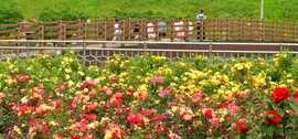[포토] 장성군 평림댐 장미공원 “꽃의 여왕 장미 보러 오세요”, 보도자료
