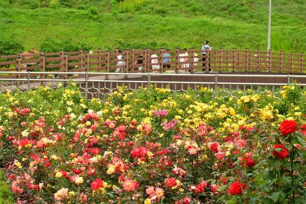 [포토] 장성군 평림댐 장미공원 “꽃의 여왕 장미 보러 오세요” 이미지 1