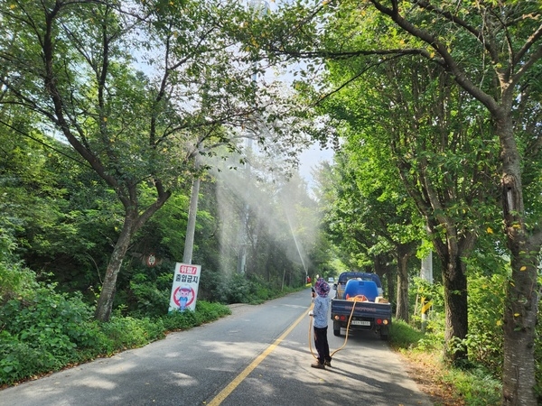 장성군, 가로수 선제적 방제 ‘총력’ 이미지 1