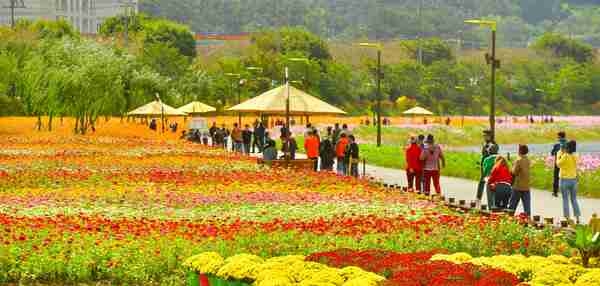 “당신의 가을… 장성으로부터” 장성군 황룡강 가을꽃축제 10월 7일 개막! 이미지 2