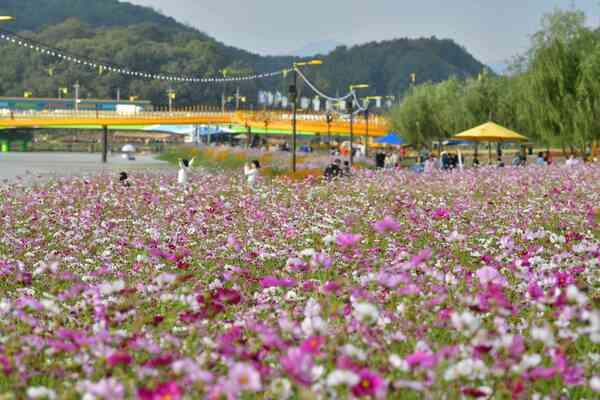 [기획] 장성군 황룡강 가을꽃축제, ‘완벽한 구성’ 찬사 속 폐막 이미지 2
