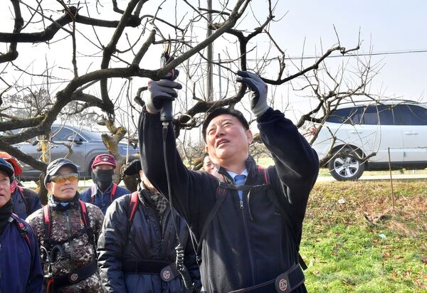 ‘과일의 고장’ 장성군, 과수 전정지원단 활동 시작 이미지 2