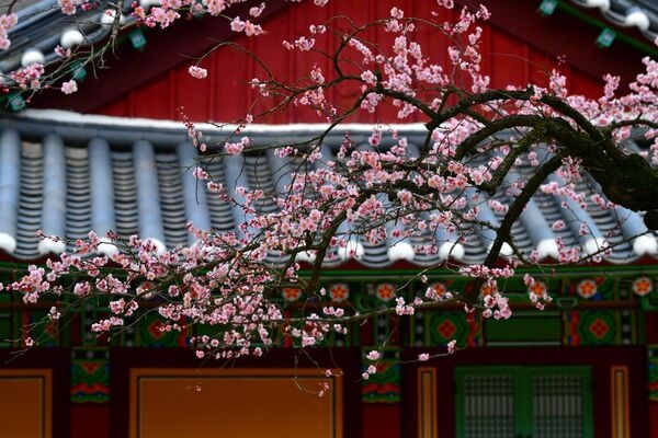 [포토] 장성군 백양사 고불매가 전하는 ‘아름다운 봄 인사’ 이미지 2