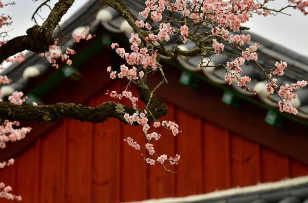 [포토] 장성군 백양사 고불매가 전하는 ‘아름다운 봄 인사’ 이미지 3
