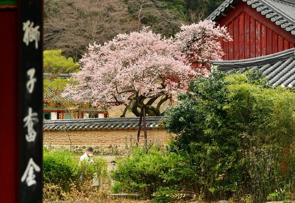 [포토] 장성군 백양사 고불매가 전하는 ‘아름다운 봄 인사’ 이미지 4